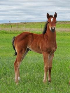 Magnolia Bartender JW <BR> AQHA PENDING